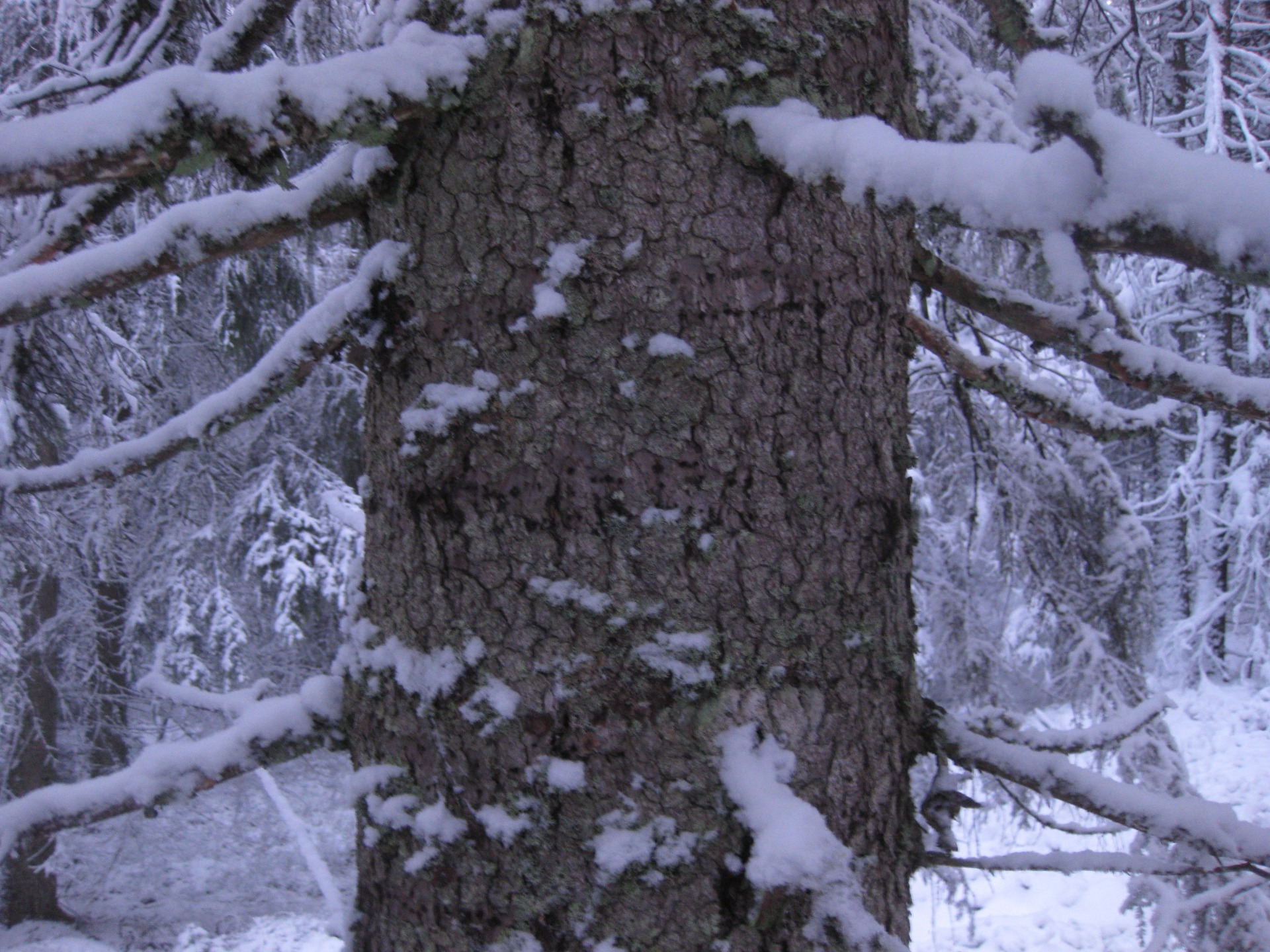 Ringhack av tretåig hackspett
