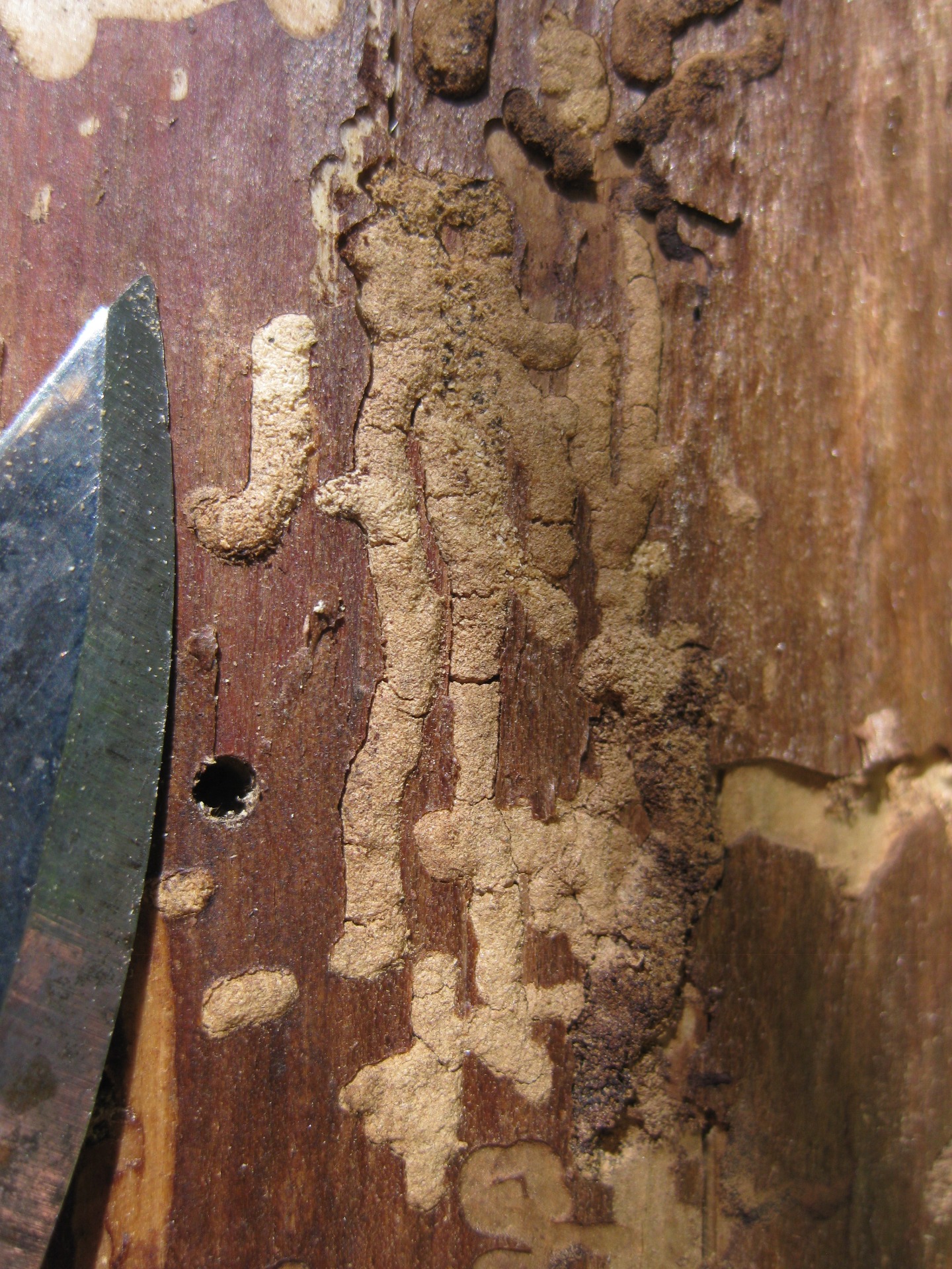 Thomsons trädgnagare